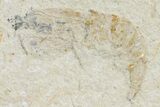 Fossil Needle Fish (Rhynchodercetis) and Shrimp - Lebanon #357679-3